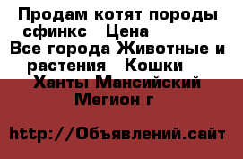 Продам котят породы сфинкс › Цена ­ 4 000 - Все города Животные и растения » Кошки   . Ханты-Мансийский,Мегион г.